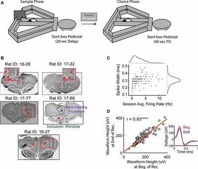 Representations of On-Going Behavior and Future Actions During a Spatial Working Memory Task by a High Firing-Rate Population of Medial Prefrontal Cortex Neurons